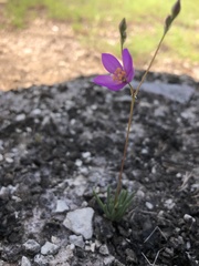 Phemeranthus calcaricus