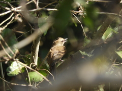 Cnemotriccus fuscatus