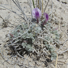 Astragalus phoenix