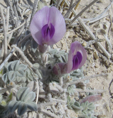 Astragalus phoenix