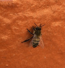 Apis mellifera