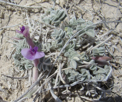 Astragalus phoenix