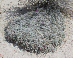Astragalus phoenix