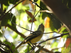 Myiopagis gaimardii