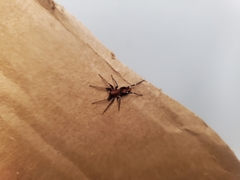 Castianeira alteranda