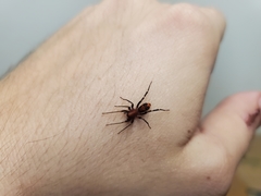 Castianeira alteranda