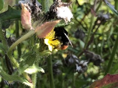 Bombus