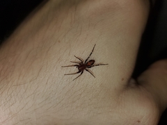 Castianeira alteranda