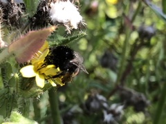 Bombus