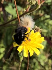 Bombus