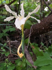 Iris fernaldii