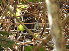 Poecilotriccus latirostris