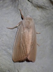 Arenostola phragmitidis