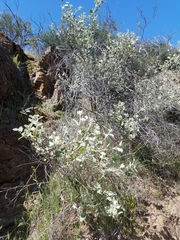 Malacothamnus fremontii