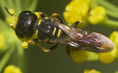 Ectemnius stirpicola