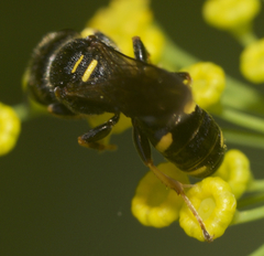 Ectemnius stirpicola
