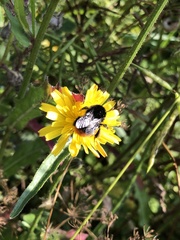 Bombus
