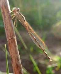 Sympecma fusca