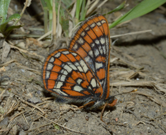 Euphydryas gillettii