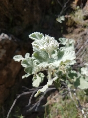 Malacothamnus fremontii