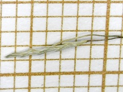 Eragrostis mexicana