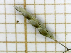 Eragrostis mexicana