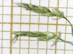 Eragrostis mexicana