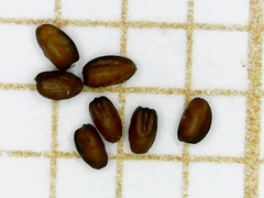 Eragrostis mexicana