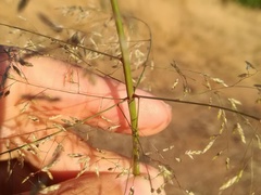 Eragrostis mexicana