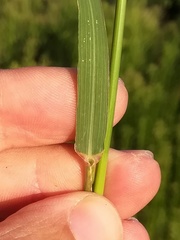 Eragrostis mexicana