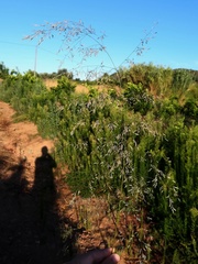 Eragrostis mexicana