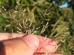 Eragrostis mexicana