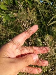 Eragrostis mexicana