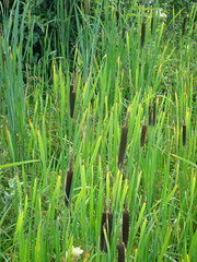Typha shuttleworthii