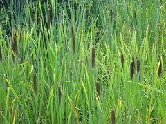 Typha shuttleworthii