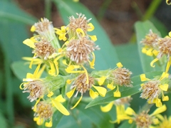 Senecio ovatus alpestris