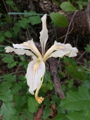 Iris fernaldii