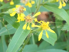 Senecio ovatus alpestris