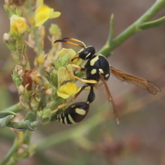 Katamenes flavigularis