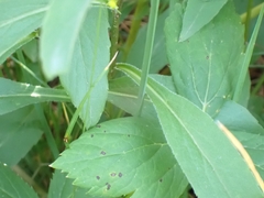 Senecio ovatus alpestris