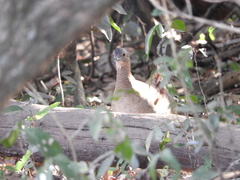 Crypturellus undulatus