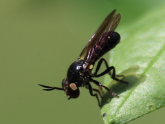 Cerotainia macrocera