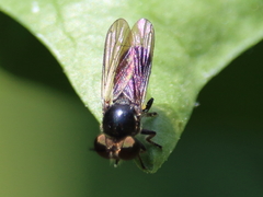 Cerotainia macrocera