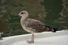 Larus michahellis