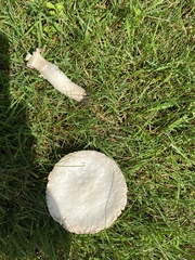 Agaricus