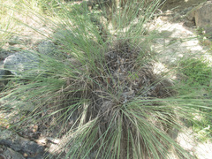 Muhlenbergia lindheimeri