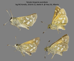 Hesperia assiniboia