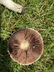 Agaricus