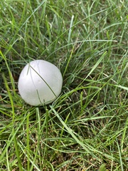 Agaricus