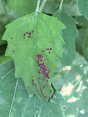 Norvellina chenopodii